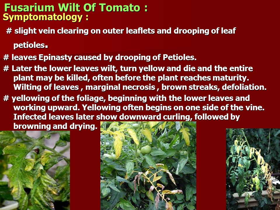 Fusarium wilt of tomato thesis